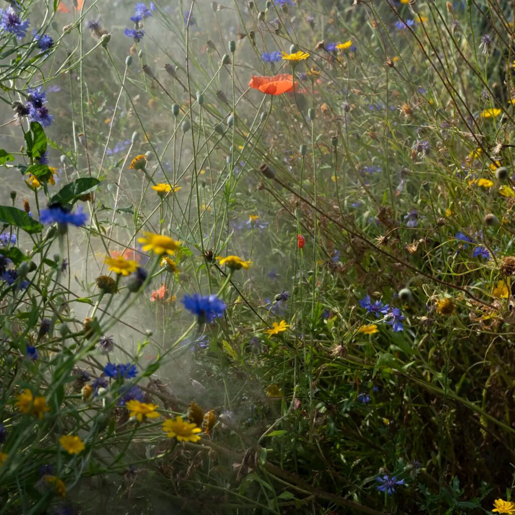 A wild meadow with blue cornflowers, yellow daisies and orange poppies amid soft mist.
