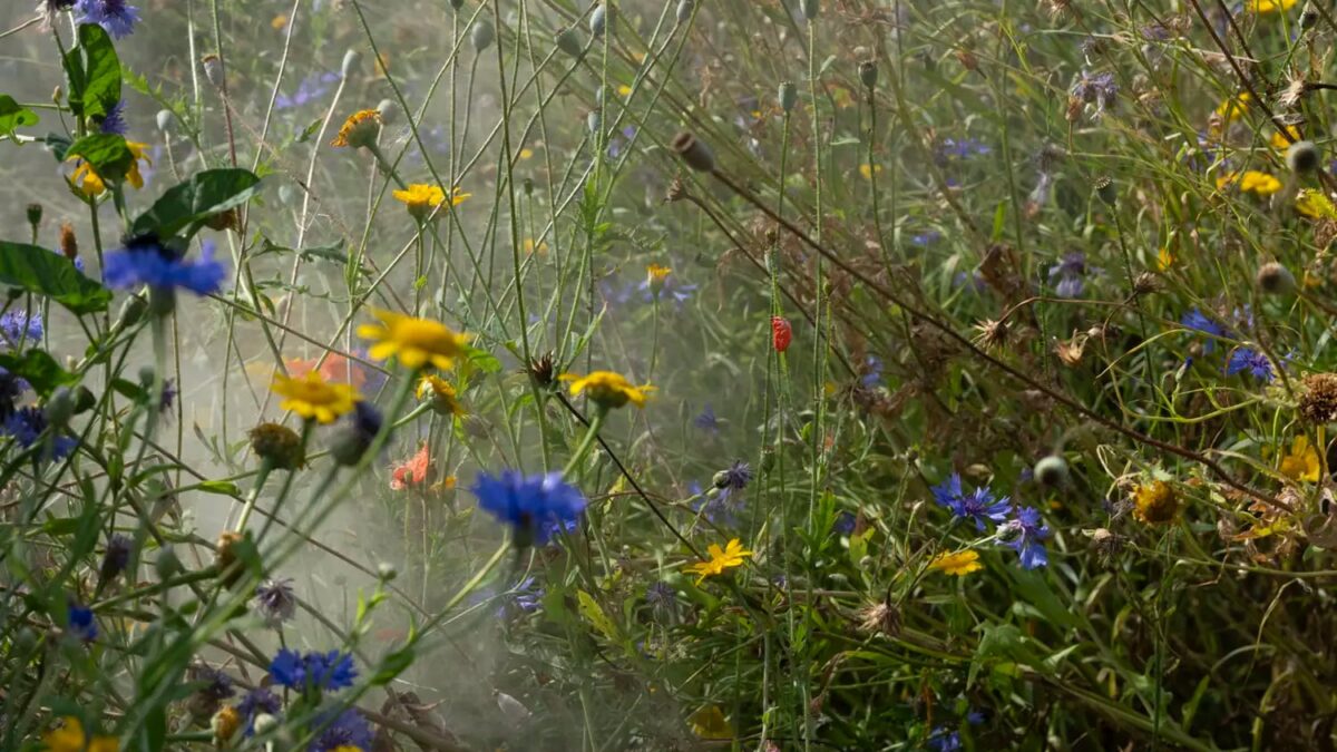 A wild meadow with blue cornflowers, yellow daisies and orange poppies amid soft mist.