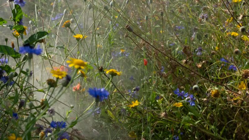 A wild meadow with blue cornflowers, yellow daisies and orange poppies amid soft mist.